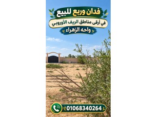 فدان وربيع للبيع في الريف الاوروبي بمنطقة واحة الزهراء