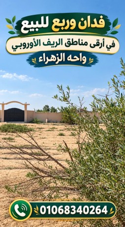 fdan-orbyaa-llbyaa-fy-alryf-alaoroby-bmntk-oah-alzhraaa-big-0